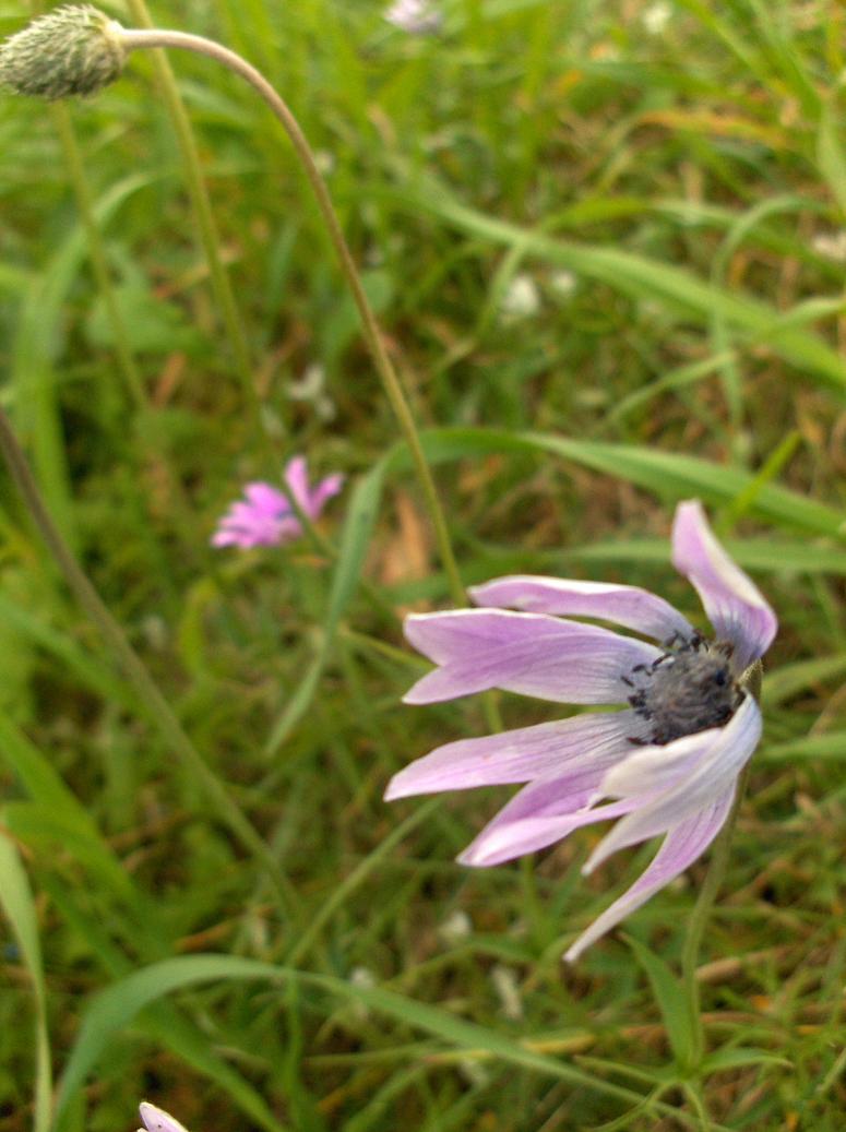 Anemone hortensis